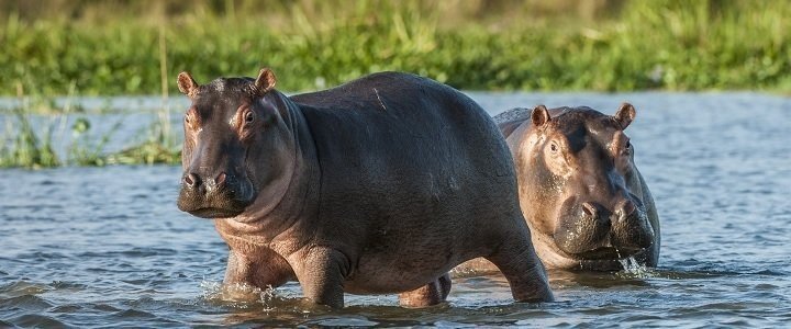 De 5 bedste safaridestinationer i Afrika