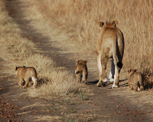 En løvemor med sine unger i Masai Mara