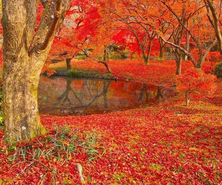 Koyo i Japan