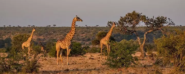 Giraffer i Kruger Nationalpark i Sydafrika