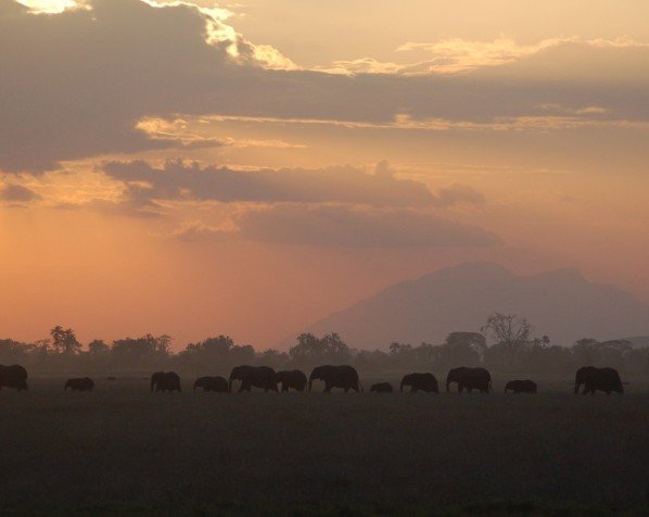 Elefanter i Amboseli Nationalpark med Kilimanjaro i baggrunden