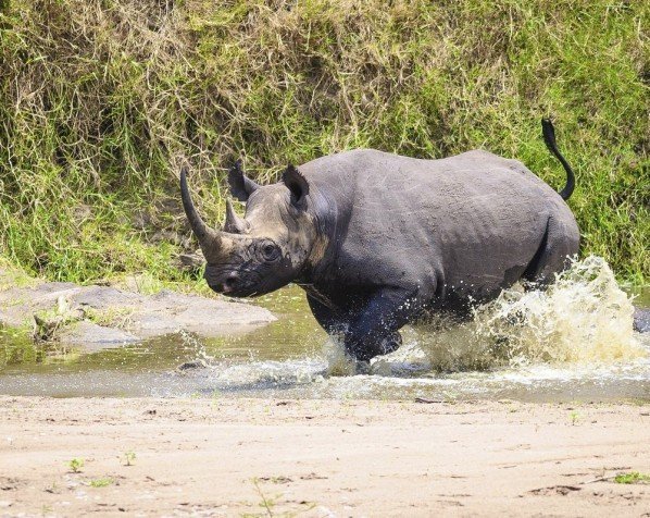 Sort næsehorn i Ngorongoro