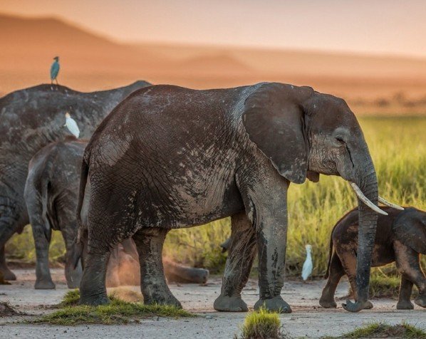 Elefantfamilie i Amboseli Nationalpark