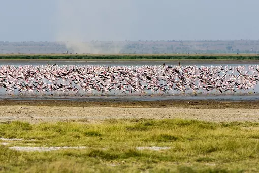 Flamingoer ved Lake Manyara