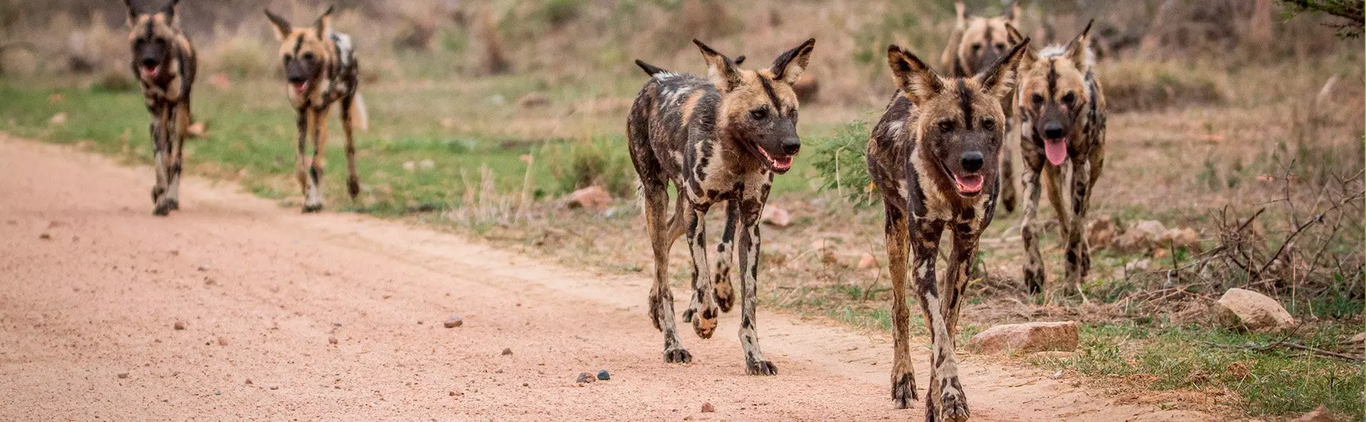 Vilde hunde i Kruger Nationalpark