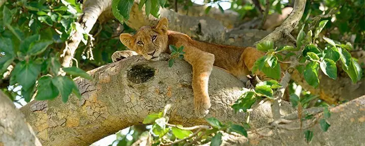 Løveunge i et træ i Uganda