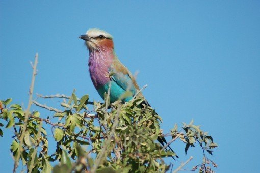 Oplev ellekragen i Chobe Nationalpark