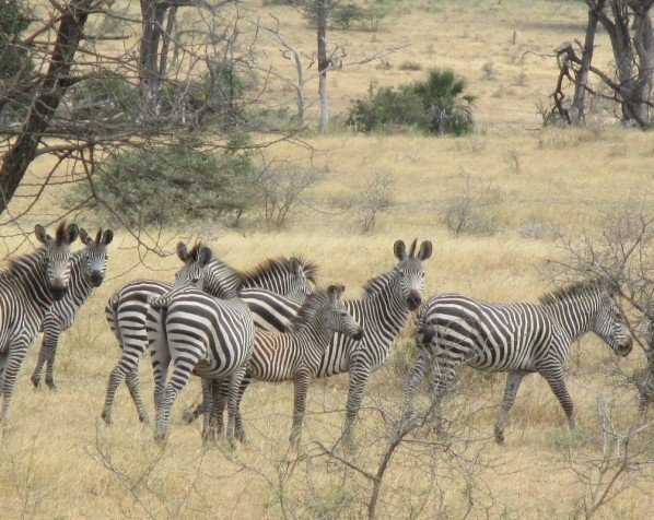 Zebra flok i Kruger Nationalpark