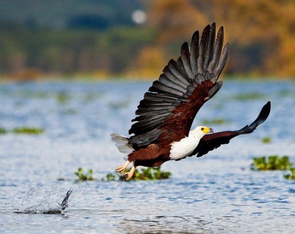 Hvidhovedet ørn ved Lake Naivasha